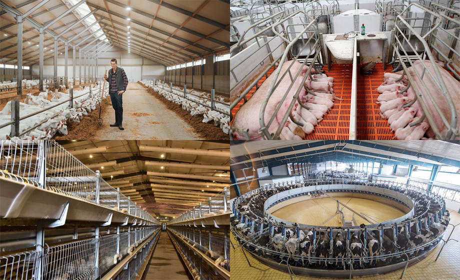 Pig farm equipment UWB module high-precision positioning Pig farm equipment UWB module high-precision positioning